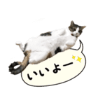 うちの猫チョコちゃん（個別スタンプ：11）