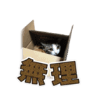 うちの猫チョコちゃん（個別スタンプ：37）