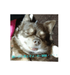 ルキ様の日常（個別スタンプ：1）