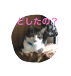 CAT KURU STAMP3（個別スタンプ：9）