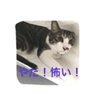 CAT KURU STAMP3（個別スタンプ：10）