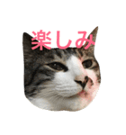 CAT KURU STAMP3（個別スタンプ：31）