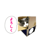 みけ子とちょびお（個別スタンプ：2）