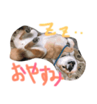 柴犬はなやん（個別スタンプ：4）