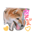 柴犬はなやん（個別スタンプ：8）