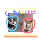 柴犬はなやん（個別スタンプ：11）