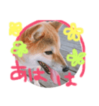 柴犬はなやん（個別スタンプ：13）