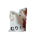 Cute my cat（個別スタンプ：6）