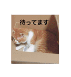 Cute my cat（個別スタンプ：12）