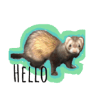 我が家のアイドル (I LOVE FERRET)（個別スタンプ：1）