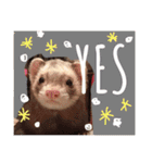 我が家のアイドル (I LOVE FERRET)（個別スタンプ：3）