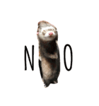 我が家のアイドル (I LOVE FERRET)（個別スタンプ：4）