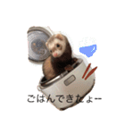 我が家のアイドル (I LOVE FERRET)（個別スタンプ：5）
