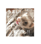 我が家のアイドル (I LOVE FERRET)（個別スタンプ：6）