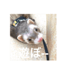 我が家のアイドル (I LOVE FERRET)（個別スタンプ：7）