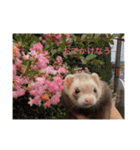 我が家のアイドル (I LOVE FERRET)（個別スタンプ：8）
