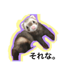 我が家のアイドル (I LOVE FERRET)（個別スタンプ：9）