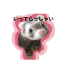 我が家のアイドル (I LOVE FERRET)（個別スタンプ：10）