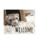 我が家のアイドル (I LOVE FERRET)（個別スタンプ：11）