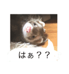 我が家のアイドル (I LOVE FERRET)（個別スタンプ：14）