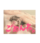 我が家のアイドル (I LOVE FERRET)（個別スタンプ：15）
