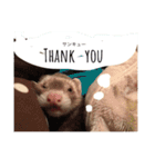 我が家のアイドル (I LOVE FERRET)（個別スタンプ：16）