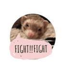 我が家のアイドル (I LOVE FERRET)（個別スタンプ：17）