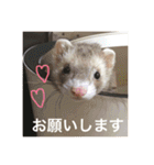 我が家のアイドル (I LOVE FERRET)（個別スタンプ：18）