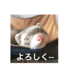 我が家のアイドル (I LOVE FERRET)（個別スタンプ：19）