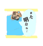 我が家のアイドル (I LOVE FERRET)（個別スタンプ：22）