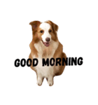 Border Collie's Daily（個別スタンプ：1）