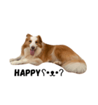 Border Collie's Daily（個別スタンプ：2）