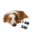 Border Collie's Daily（個別スタンプ：3）