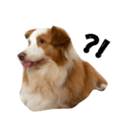 Border Collie's Daily（個別スタンプ：4）