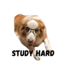 Border Collie's Daily（個別スタンプ：5）