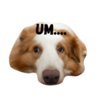 Border Collie's Daily（個別スタンプ：6）