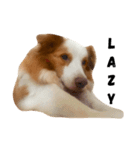 Border Collie's Daily（個別スタンプ：7）