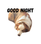 Border Collie's Daily（個別スタンプ：8）