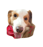 Border Collie's Daily（個別スタンプ：9）