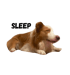 Border Collie's Daily（個別スタンプ：10）