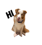 Border Collie's Daily（個別スタンプ：11）