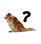 Border Collie's Daily（個別スタンプ：12）