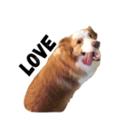 Border Collie's Daily（個別スタンプ：13）