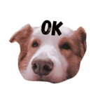 Border Collie's Daily（個別スタンプ：14）