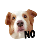 Border Collie's Daily（個別スタンプ：15）