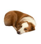 Border Collie's Daily（個別スタンプ：16）