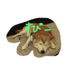 happy shiba life（個別スタンプ：5）