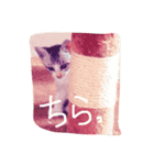 nyankotyan（個別スタンプ：13）