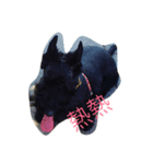 little Scottish Terrier（個別スタンプ：2）