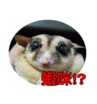 Sugarglider pii-wu（個別スタンプ：2）